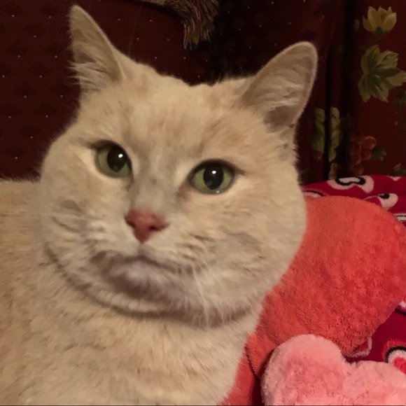 Meet your Posher, Lily - Picture 11 of 12